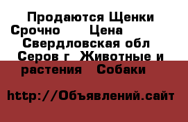 Продаются Щенки Срочно!!! › Цена ­ 3 000 - Свердловская обл., Серов г. Животные и растения » Собаки   